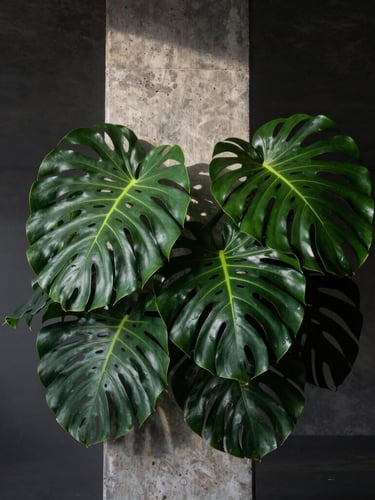 Low-key dramatic side-lighting on a raw concrete structural column intertwined with dense, deep green tropical monsteras, misty morning atmosphere, high contrast