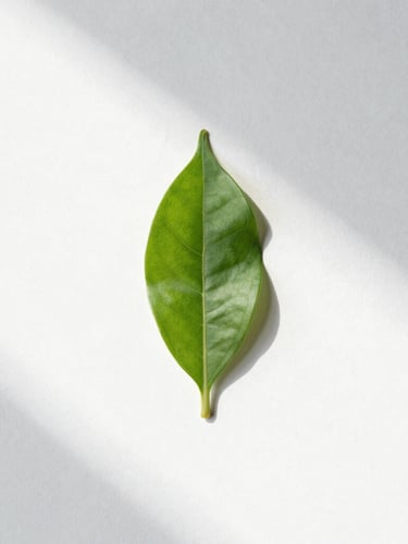 Minimalist botanical photography of a single fresh green leaf with soft morning sun shadows on a clean white wall, macro details, high negative space