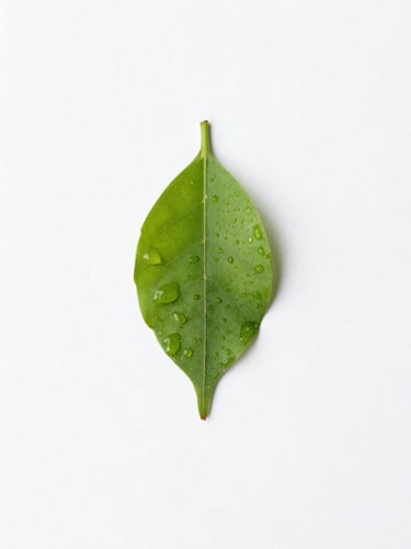 Crisp macro photograph of a single resilient green leaf with morning dew, soft diffused natural daylight, clean white background, high negative space