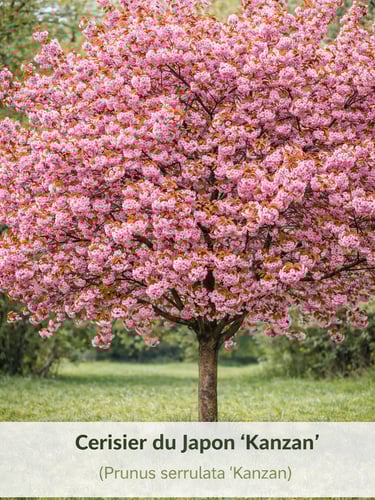 cerisier du japon arbre fleuri amenagement paysager Domaine du Parc Belbeuf