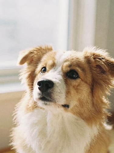 Close-up of a cute, fluffy brown and white dog looking up with hopeful eyes in soft morning window light, warm tones, 35mm film aesthetic