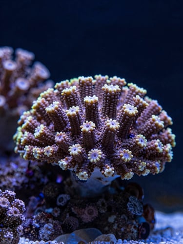 Macro close-up of vibrant, pristine stony corals thriving inside a luxury custom aquarium, dramatic high-contrast lighting highlighting intricate textures, deep ocean tones.
