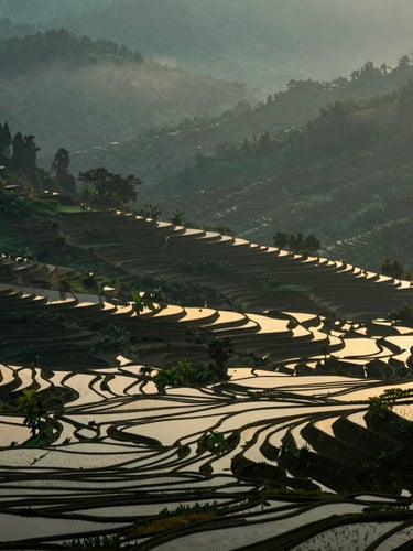 Misty Himalayan foothills at dawn, terraced rice paddies reflecting soft golden-hour light, low-key atmospheric landscape photography, deep green and warm ivory tones
