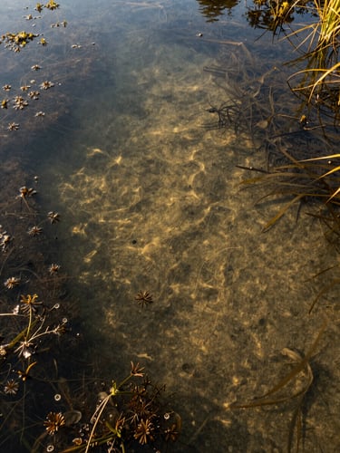 Close-up overhead view of a Georgia pond surface after treatment, water clarity restored showing the sandy bottom through shallow clear water, sparse remnant aquatic vegetation at edges, golden late-afternoon daylight, documentary evidence framing