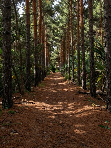 Close overhead view of a forest path through tall pines in the comunal woodland of Ixtepeji, fallen pine needles on dark earth, dappled natural daylight filtering through the canopy, no people visible