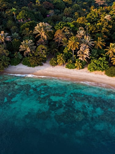 Drone perspective of a pristine tropical shoreline in Samal Island, showing clear turquoise water boundaries and lush green forest canopy under warm golden-hour light.