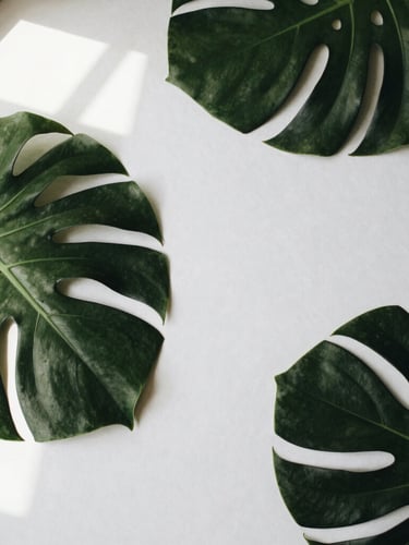 Overhead flat-lay of a minimalist workspace with Monstera leaves casting soft shadows on textured paper, warm natural window light, 35mm