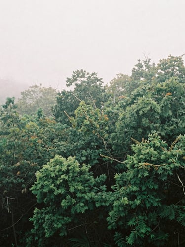 Calming film photography of a quiet misty green forest canopy, soft diffused overcast daylight, muted earth tones, 35mm