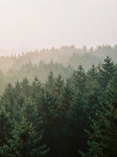 Calming film photography of soft morning fog over a quiet forest canopy, muted earth tones and deep greens, shallow depth of field, 35mm.