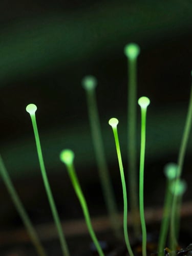 Macro photograph of mycelium threads glowing faintly under low-key natural forest light, deep emerald tones, shallow depth of field, 35mm