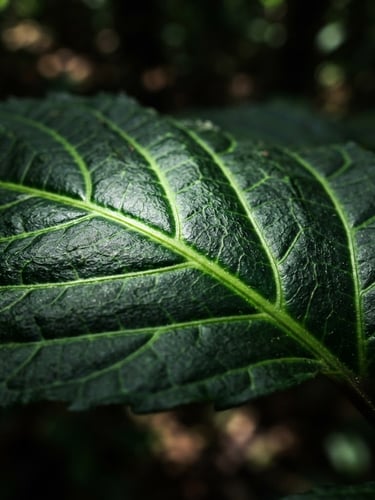 Macro botanical photography of a psychotria viridis leaf structure, dramatic high-contrast natural light, deep forest tones with neon acid-green accents, 35mm
