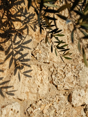Close-up of weathered stone walls and olive branches in golden hour light, soft shadows, warm organic textures, 35mm film aesthetic