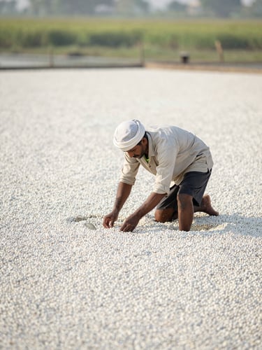 A local farmer carefully harvesting makhana seeds from a pristine Madhubani wetland pond under soft morning light