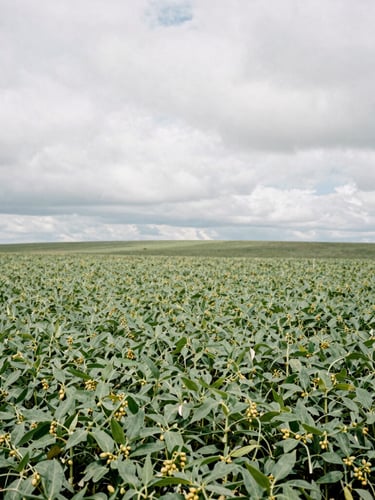 Wide environmental landscape of an overcast soybean field in Rio Grande do Sul, soft natural daylight, vast horizon.