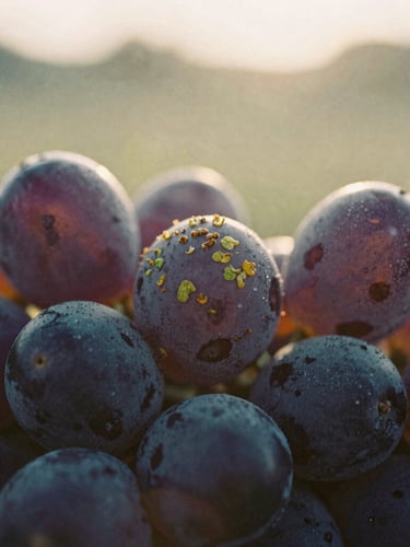 Macro close-up of dark purple grape skins covered in natural wild yeast bloom, soft golden hour sunlight, shallow depth of field, 35mm film.