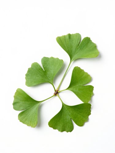 Minimalist botanical photography of a single ginkgo branch with vibrant green leaves flat against a pure white background, bright high-key studio lighting, sharp focus, 85mm, massive negative space