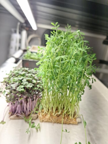 Fresh brown lentils and red cabbage microgreens growing in a tray under indoor LED grow lights.