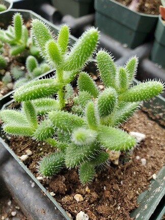 a green and small African cactus with white spines