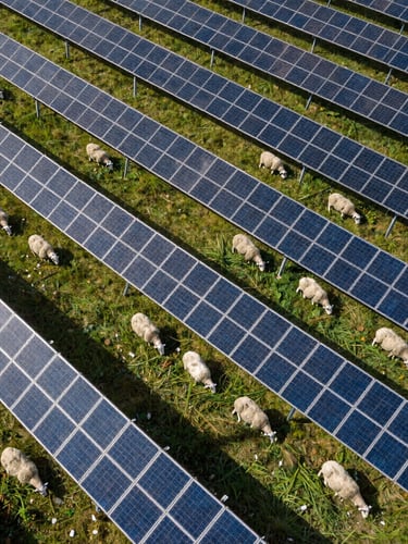 Drone-perspective pattern of agrivoltaics with solar panels angled over sheep grazing on lush pasture, high-contrast natural light.