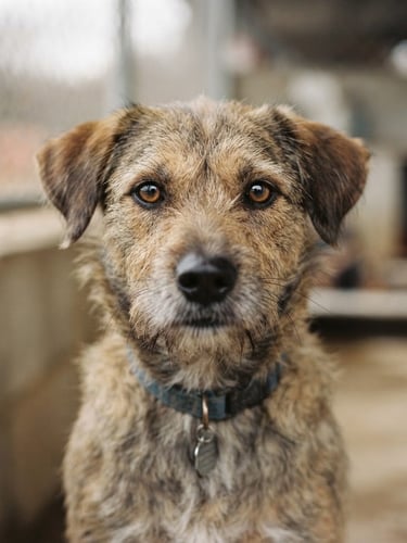 Intimate eye-level portrait of a mixed-breed shelter dog looking directly into the camera with warm expressive eyes, soft overcast natural daylight, shallow depth of field, authentic documentary style