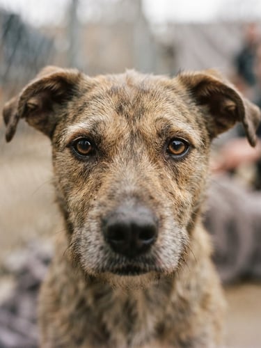 Intimate close-up of a rescued shelter dog looking directly into the camera, warm muted tones, natural overcast daylight, shallow depth of field, 35mm lens