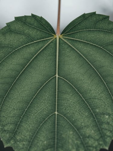 Close-up macro shot of intricate leaf veins showing complex natural network, cool natural overcast daylight, desaturated forest green, sharp focus, 35mm lens.
