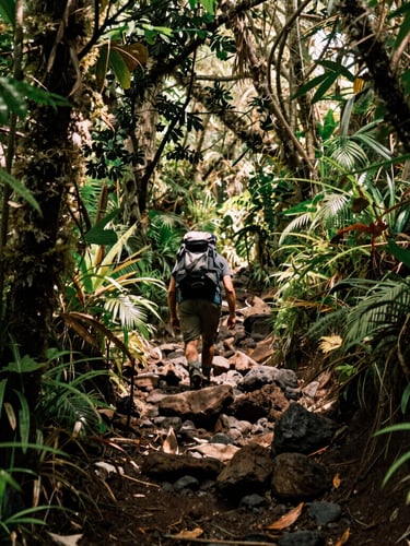 A hiker climbing a rugged volcanic trail on Volcán Concepción, surrounded by lush green cloud forest foliage, dappled sunlight, warm editorial photography.
