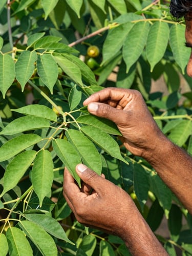 Close-up editorial photography of a Maharashtra farmer inspecting healthy green Moringa leaves on a sunny day, sharp focus, rich green tones, 35mm.