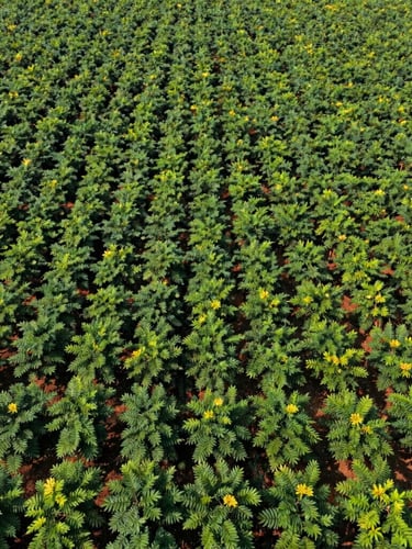 Wide aerial drone shot of vast, neatly aligned green Moringa plantations in Maharashtra under bright natural sunlight, rich deep greens, 35mm