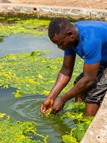 A bright, outdoor photo of a Ghanaian fish farmer checking water quality in an active concrete pond, vibrant green algae water glistening under natural daylight, sharp focus, 35mm lens.