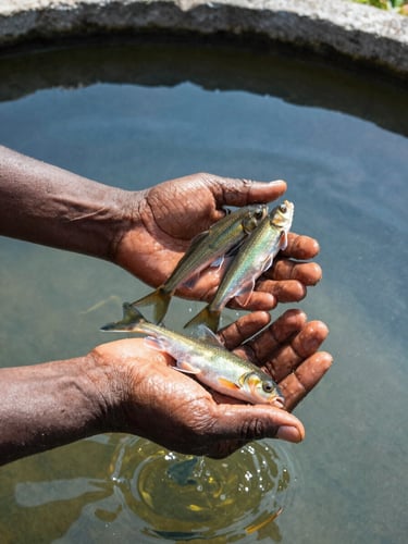 Hands holding healthy fingerlings over a clean concrete fish pond, bright natural Ghanaian daylight, glistening water