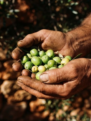 Close-up of weathered hands holding freshly picked green olives under harsh Mediterranean sunlight, deep shadows, rich terracotta and olive tones, 35mm film.