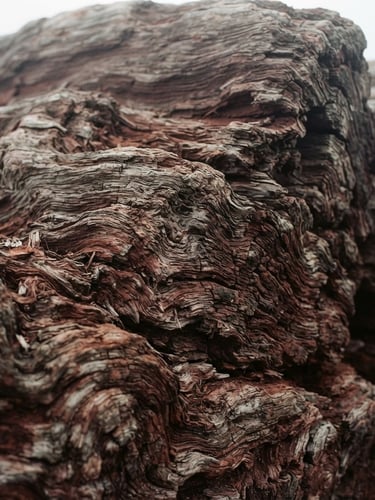 Close-up of weathered coastal redwood timber with deep grain, soft foggy morning light, 35mm film grain
