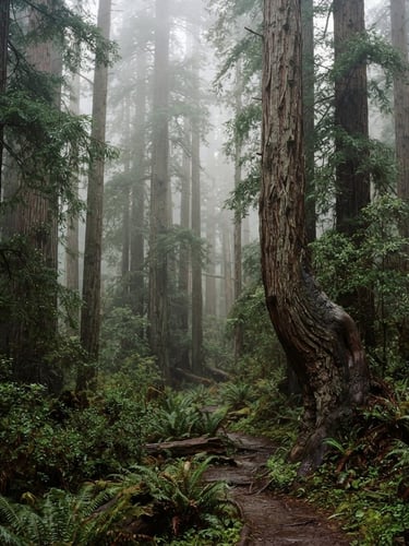 Atmospheric 35mm film photography of dense coastal fog rolling over a towering grove of old-growth redwoods, soft diffused morning light, rich deep green and redwood bark tones, tactile grain.