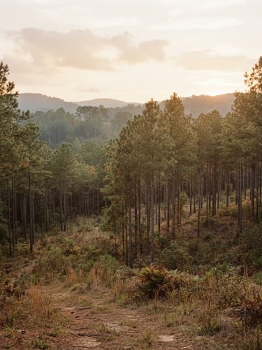 Wide environmental landscape of North Carolina pines at golden hour, soft natural light, quiet unforced atmosphere, 35mm film aesthetic