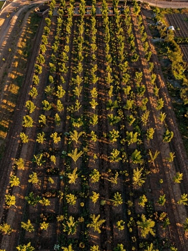Overhead aerial view of a native planting grid on a development site, young trees at regular intervals surrounded by groundcover, late afternoon golden light casting long shadows across the pattern, surrounding land visible at frame edges