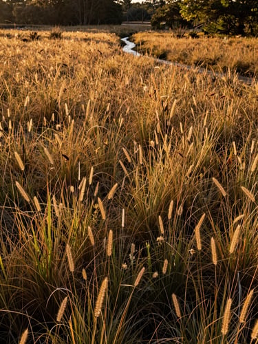 Ground-level view looking outward across a native grassland restoration site at golden hour, warm amber light raking across seed heads and low forbs, a shallow drainage swale visible in the middle distance guiding water toward a tree line, no people, natural daylight