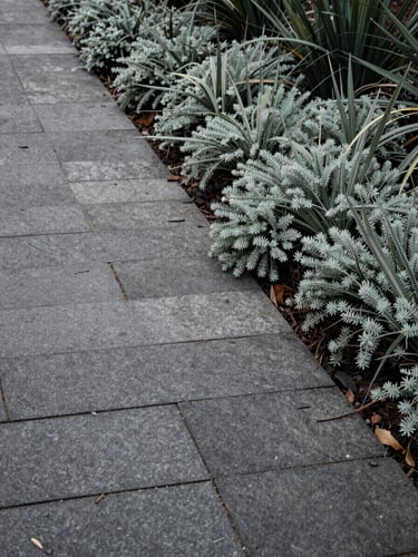 Low-angle architectural elevation of split-face slate paving meeting delicate native groundcover, soft overcast Melbourne daylight, high-contrast raw stone textures.