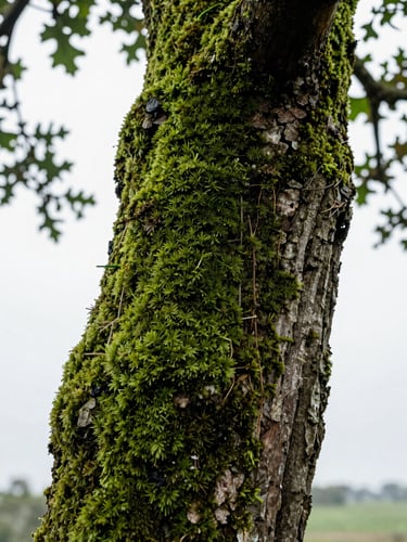 Extreme close-up of a mature oak root flare, high-contrast overcast daylight, rich moss textures, deep forest green tones, 35mm photography