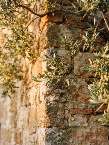 Close-up of a warm stone villa wall in Tuscany, draped in olive branches under soft golden-hour natural light, shallow depth of field, 35mm film.