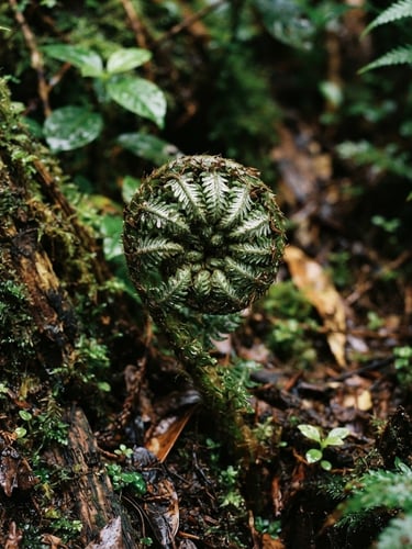 Macro photograph of a silver fern frond unfurling in the damp undergrowth of the Waitākere Ranges, soft diffused forest canopy light, deep moss greens, 35mm