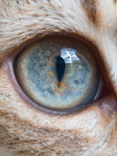 Extreme macro close-up of a cat's eye showing iris detail and pupil response under bright even clinical lighting, sharp focus on lens clarity, no shadows across the ocular surface