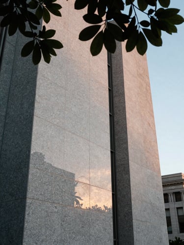 Soft morning light reflecting off the granite facade of an architectural landmark in San Francisco, with a branch of deep green foliage framing the top corner.