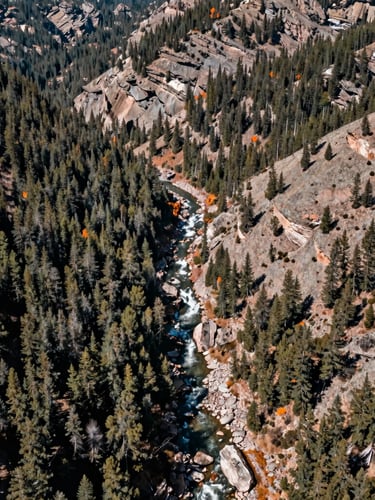Overhead drone-style perspective of a rugged Colorado river valley cutting through a pine forest, sharp daylight, desaturated earth tones.