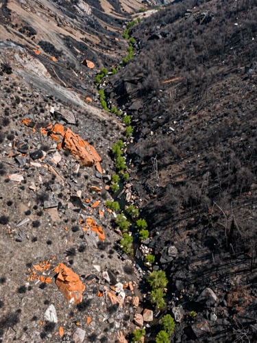 Overhead drone perspective of a rugged Colorado mountain watershed showing early native green regrowth emerging from a post-wildfire burn scar, crisp high-altitude daylight.