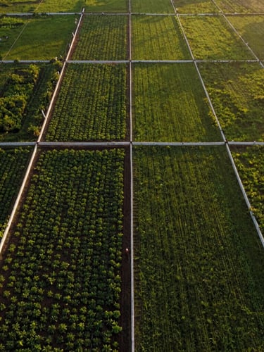 Low-altitude golden hour drone view of a lush South Indian farmland plot, perfectly demarcated with crisp white boundary markers, deep green soil, expansive negative space on the right.