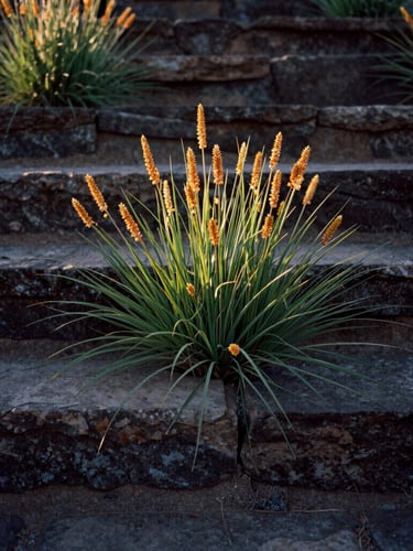 A close-up vertical portrait of native Wyoming grasses and ochre-colored wildflowers growing between heavy weathered stone steps, soft directional morning light, medium format film texture