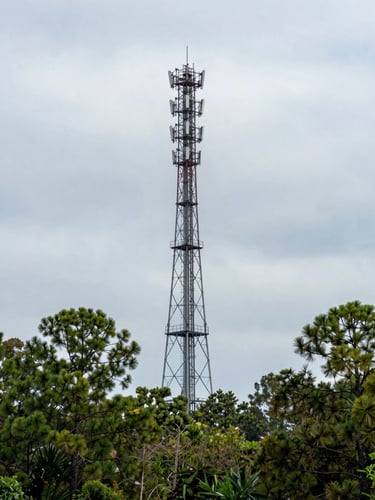 Wide environmental shot of a tall macro cell tower rising above a pine tree line in the Southeast United States, overcast natural daylight, flat grey sky, tower structure and antenna array visible in crisp detail, no people