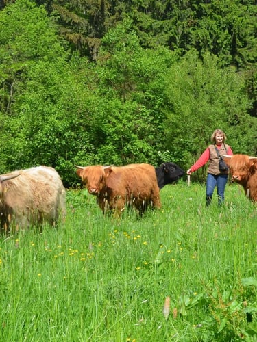 Highland Cattle au printemps