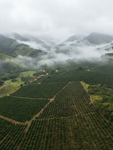 Aerial panoramic view of high-altitude coffee plantations in Ibitiúra de Minas, heavy morning mist rolling over green mountains, soft diffused daylight, minimalist studio aesthetic.